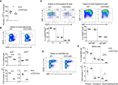 Integrin CD11c regulates B cell homeostasis